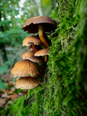 Grünblättriger Schwefelkopf - Hypholoma fasciculare