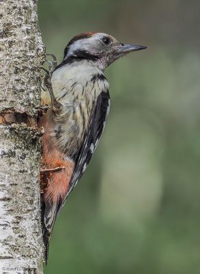 MITTELSPECHT, MIDDLE-SPOTTED WOODPECKER