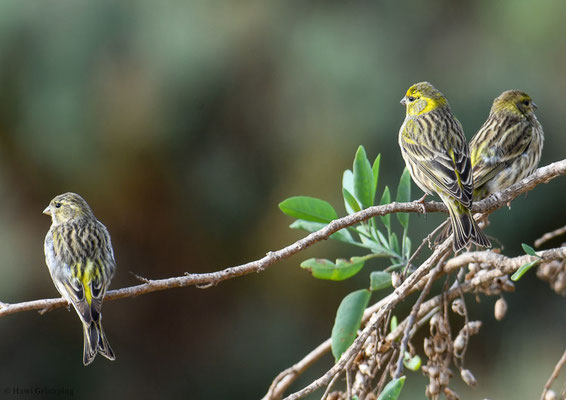 GIRLITZ, SERIN, SERINUS SERINUS