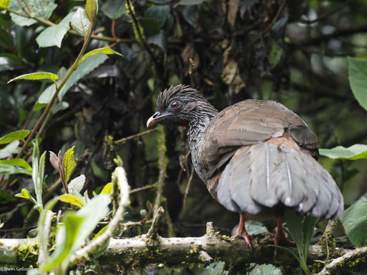 ANDEN-GUAN, ANDEAN GUAN - PENELOPE MONTAGNII