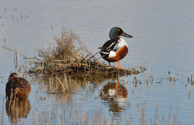 LÖFFELENTE, SHOVELER, ANAS CLYPEATA