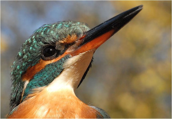 EISVOGEL, COMMON KINGFISHER, ALCEDO ATTHIS