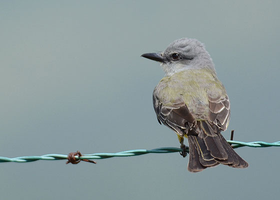 TRAUERTYRANN, TROPICAL KINGBIRD, TYRANNUS MELANCHOLICUS