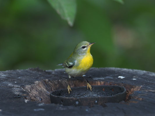MEISENWALDSÄNGER, NORTHER PARULA, PARULA AMENCANA