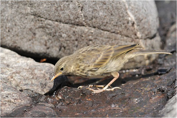 STRANDPIEPER, ROCK PIPIT,  ANTHUS PETROSUS