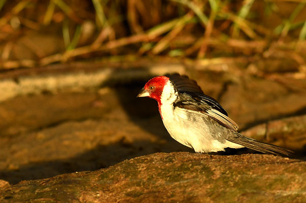 DOMINIKANERKARDINAL, RED-COWLED CARDINAL, PAROARIA DOMINICANA