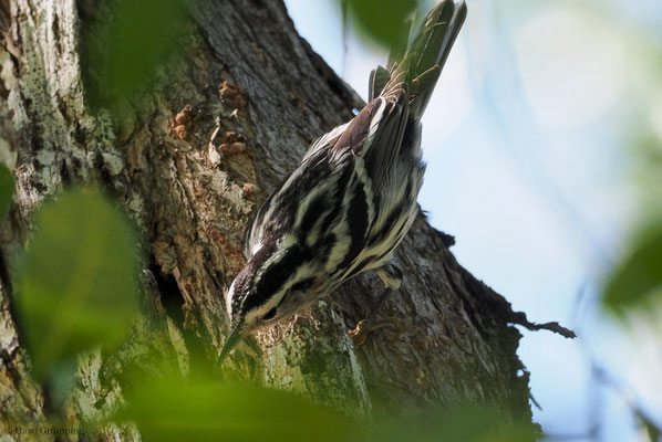 KLETTERWALDSÄNGER, BLACK-AND WHITE WARBLER, MNIOTILTA VARIA