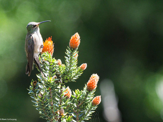 ECUADOR-ANDENKOLIBRI,ECADORIAN HILLSTAR - OREOTROCHILUS CHIMBORAZO