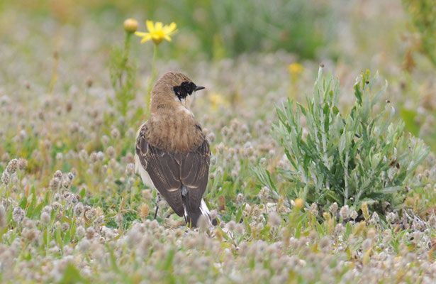 BALKANSTEINSCHMÄTZER, EASTERN BLACK-EARED WHEATEAR, OENANTHE MELANOLEUCA