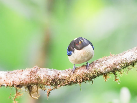 Halsband-Naschvogel, Golden-Collared Honeycreeper - Iridophanes pulcherrimus