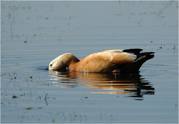 ROSTGANS, RUDDY SHELDUCK, TADORNA FERRUGINEA