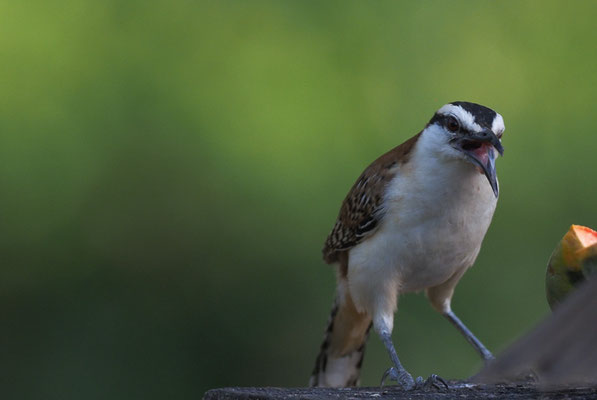 ROTNACKENZAUNKÖNIG, RUFOUS-NAPED WREN, CAMPYLORHYNCHUS RUFINUCHA