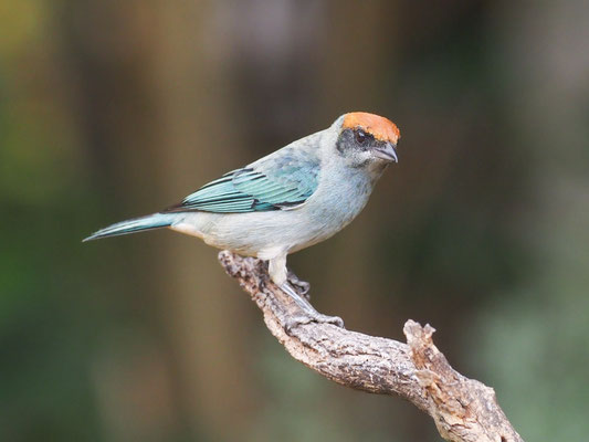 Rotscheiteltangare, Scrub Tanager - Tangara vitriolina