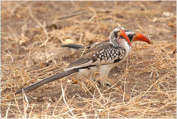 ROTSCHNABELTOKO, RED-BILLED HORNBILL, TOCKUS ERYTHRORHYNCHUS