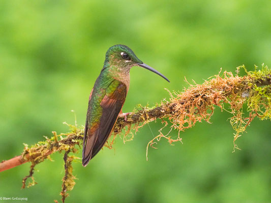 BRAUNBAUCH-BRILLANTKOLIBRI, FAWN-BREASTED BRILLANT - HELIODOXA RUBINOIDES