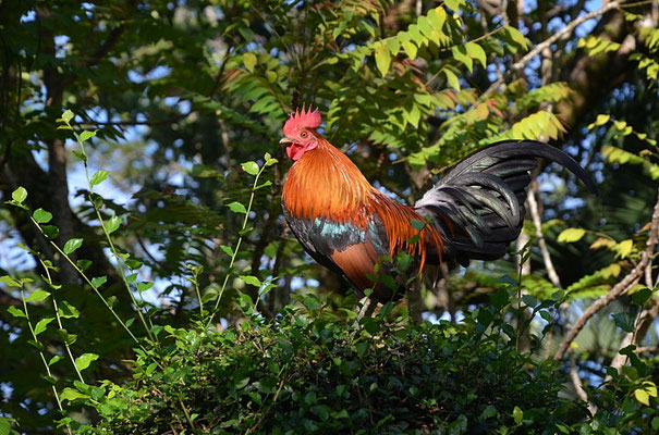 BANKIVAHUHN, RED JUNGLEFOWL, GALLUS GALLUS
