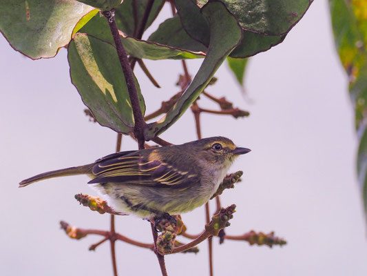 Choco-Kleintyrann, Choco tyrannulet - zimmerius albigularis