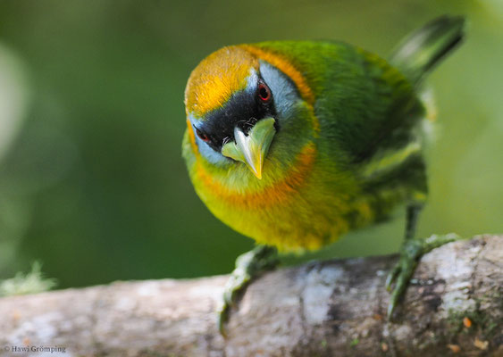 Andenbartvogel, Red-headed barbet, Eubucco bourcierii