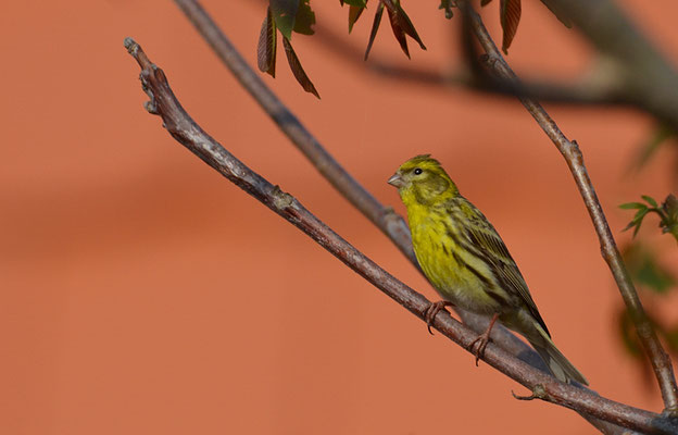 GIRLITZ, SERIN, SERINUS SERINUS