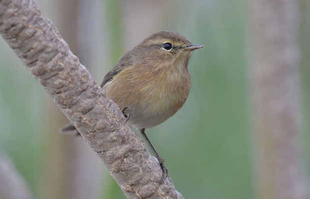 KANARENZILPZALP, CANARY ISLANDS CHIFFCHAFF, PHYLLOSCOPUS CANARIENSIS
