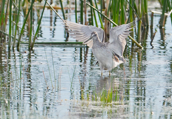 GROSSER GELBSCHENKEL, GREATER YELLOWLEGS, TRINGA MELANOLEUCA