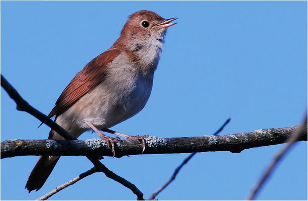 NACHTIGALL, NIGHTINGALE, LUSCINIA MEGARHYNCHOS