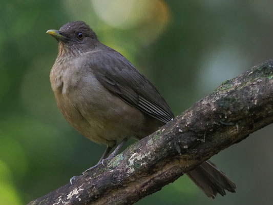 GILBDROSSEL, CLAY-COLORED ROBIN, TURDUS GRAYI