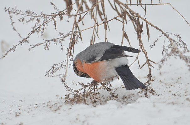 DOMPFAFF, BULLFINCH. PYRRHULA PYRRHULA