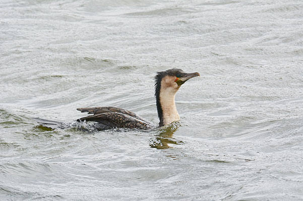 WEISSBRUSTKORMORAN, WHITE-BREASTED CORMORANT, PHALACROCORAX LUCIDUS