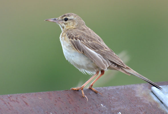 BRACHPIEPER, TAWNY PIPIT, ANTHUS CAMPESTRIS