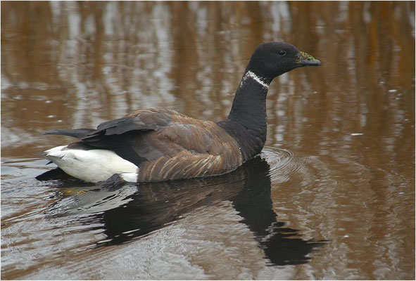 RINGELGANS, BRENT GOOSE, BRANTA BERNICLA