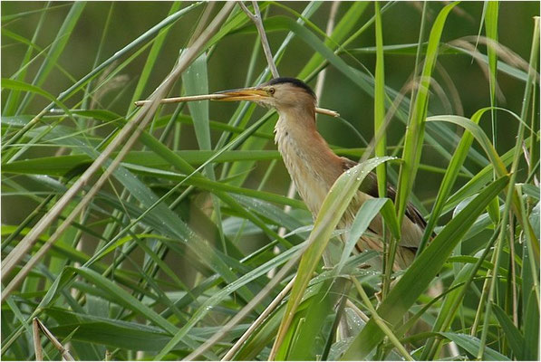 ZWERGDOMMEL, LITTLE BITTERN, IXOBRYCHUS MINUTUS
