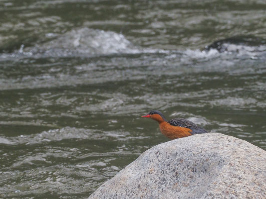 STURZBACHENTE, TORRENT DUCK, MERGANETTA ARMATA