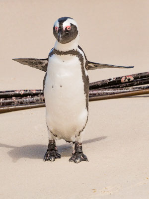 Kappinguin, african penguin, pespheniscus demersus
