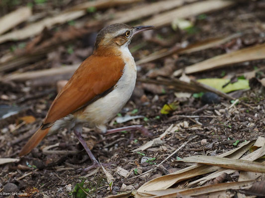 WEISSBAUCHTÖPFER, PACIFIC HORNERO - FURNARIUS CINNAMOMEUS