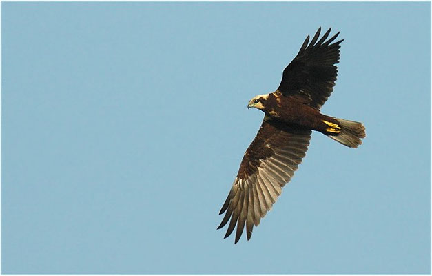 ROHRWEIHE, MARSH HARRIER, CIRCUS AERUGINOSUS