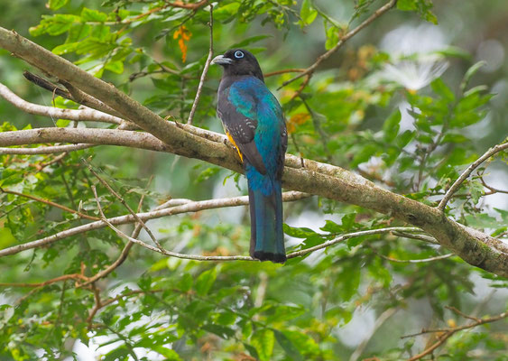 SCHWARZKOPFTROGON, BLACK-HEADED TROGON, TROGON MELANOCEPHALUS