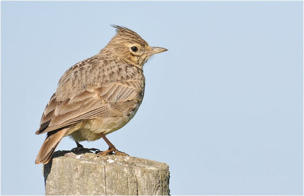 HAUBENLERCHE, CRESTED LARK, GALERIDA CRISTATA