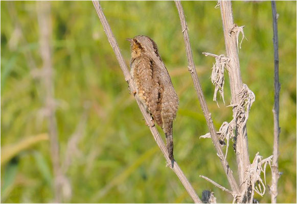 WENDEHALS, WRYNECK, JYNX TORQUILLA