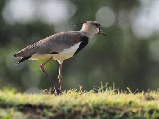 BRONZEKIEBITZ, SOUTHERN LAPWING, VANELLUS CHILENSIS