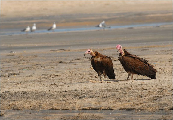 KAPPENGEIER, HOODED VULTURE, NECROSYRTES MONACHUS 