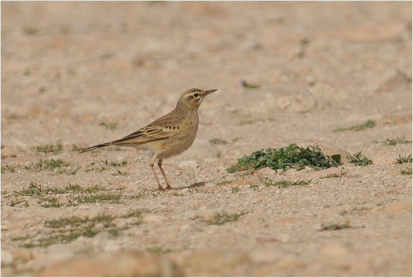 BRACHPIEPER, TAWNY PIPIT, ANTHUS CAMPESTRIS