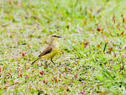 Graslandtyrann, Cattle tyrant - Machetornis rixosa