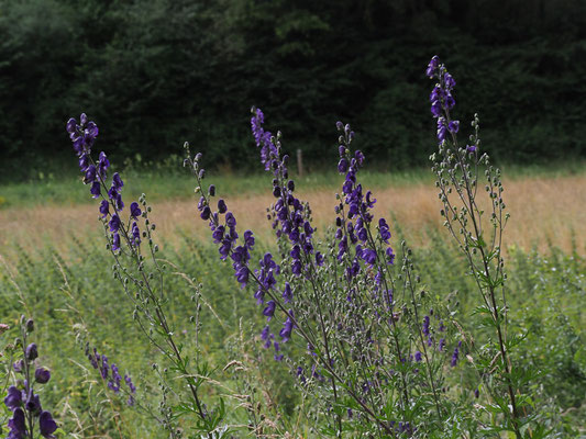 Blauer Eisenhut (Aconitum napellus)