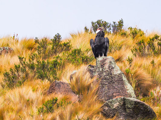 ANDENKONDOR, ANDEAN CONDOR - VULTUR GRYPHUS
