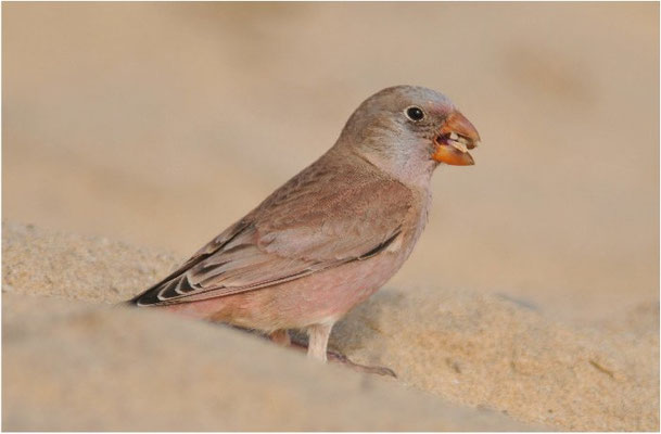 WÜSTENGIMPEL, TRUMPETER FINCH, BUCANETES GITHAGINEUS