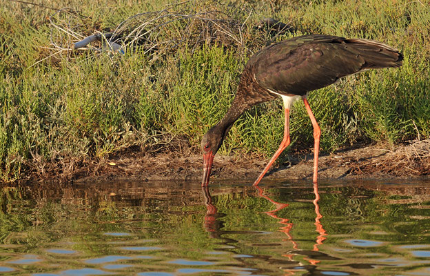 SCHWARZSTORCH, BLACK STORK, CICONIA NIGRA