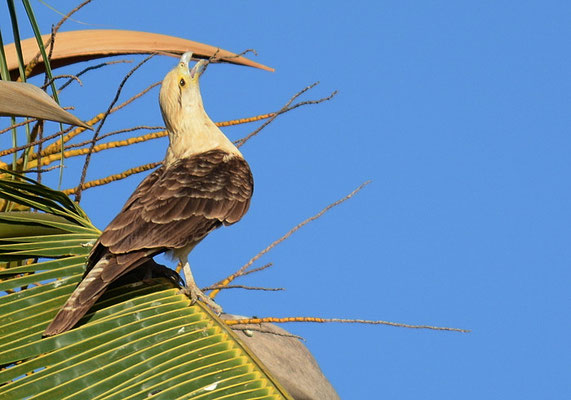 GELBKOPFKARAKARA, YELLOW-HEADED CARACARA, MILVAGO CHIMACHIMA