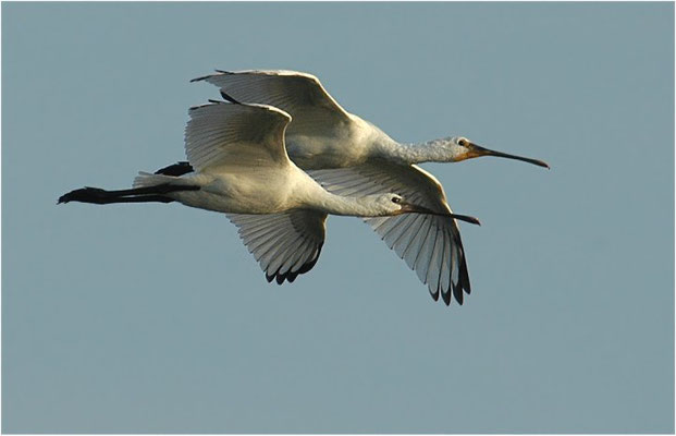 LÖFFLER, SPOONBILL, PLATALEA LEUCORODIA