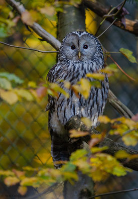 HABICHTSKAUZ, URAL OWL, STRIX URALENSIS